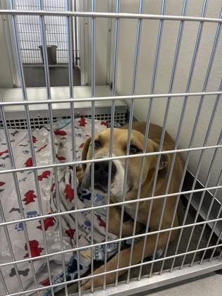 Barkley, a Adoptable mixed breed in Fresno, CA image 3/3