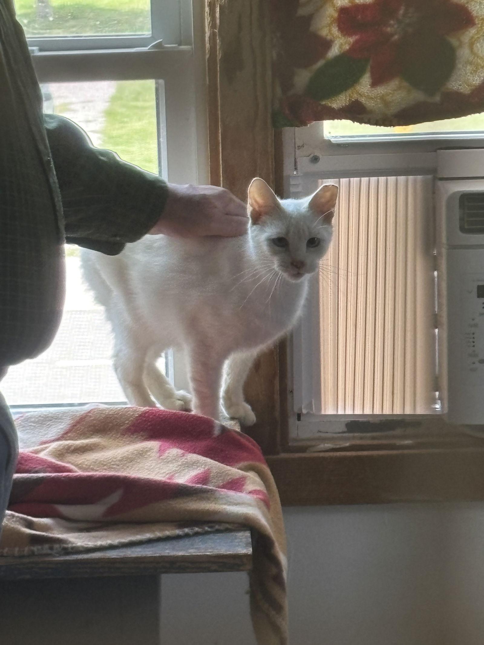 Rosey, a Adoptable Siamese in Hopewell, VA image 3/3