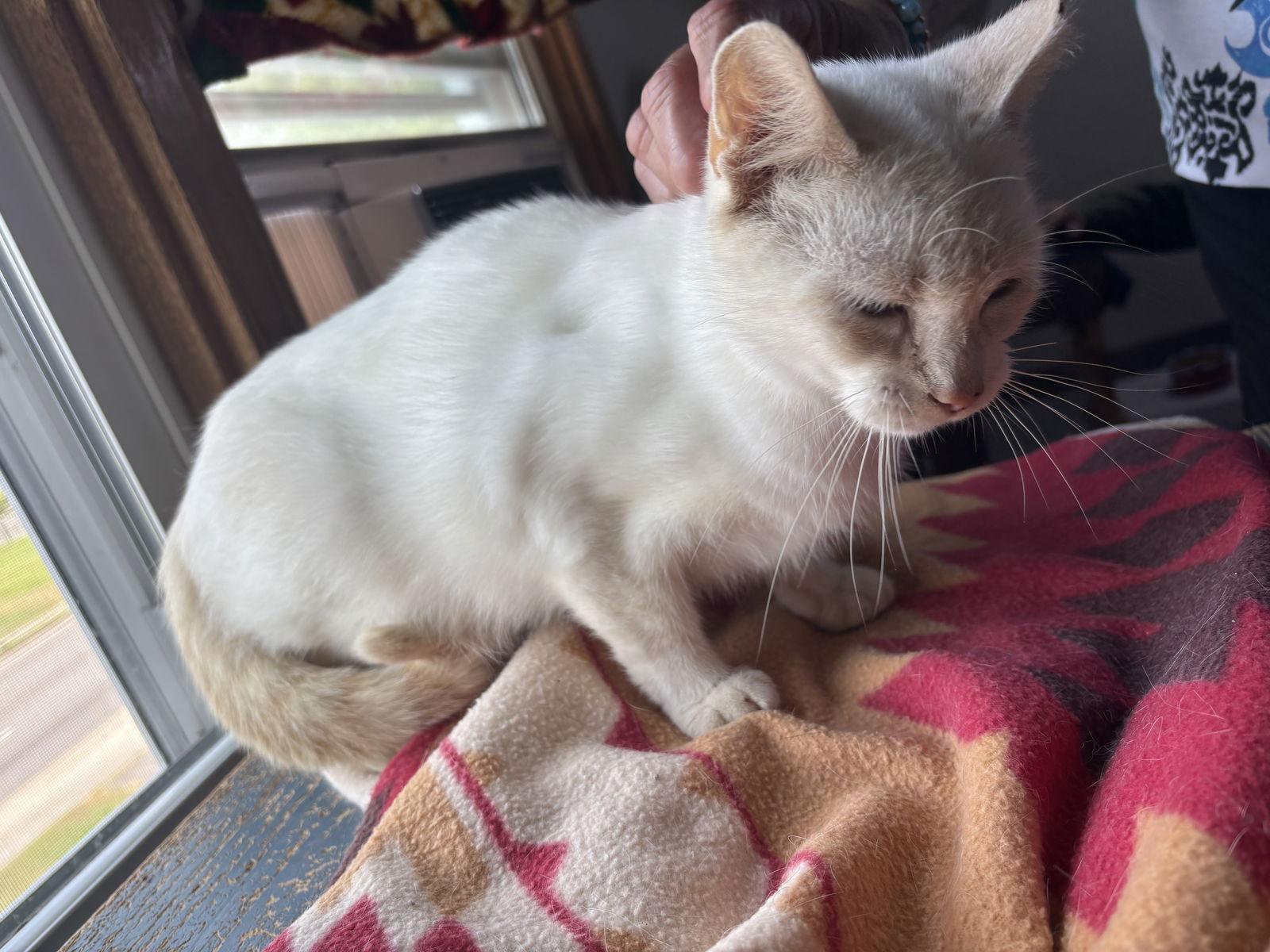 Rosey, a Adoptable Siamese in Hopewell, VA image 2/3