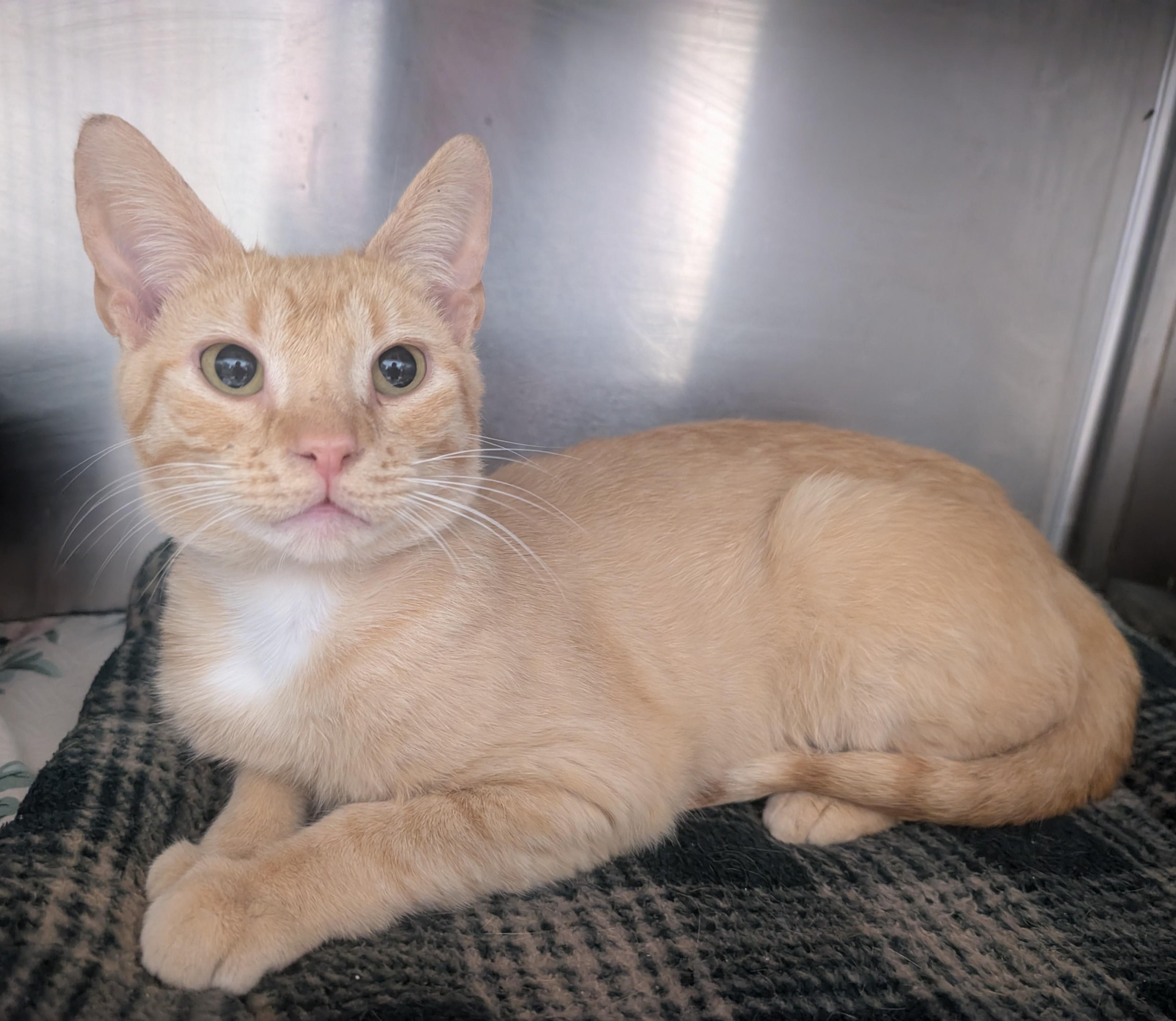 Enlarge Don Juan, an adopted Domestic Short Hair in New Ulm, MN image 2/2