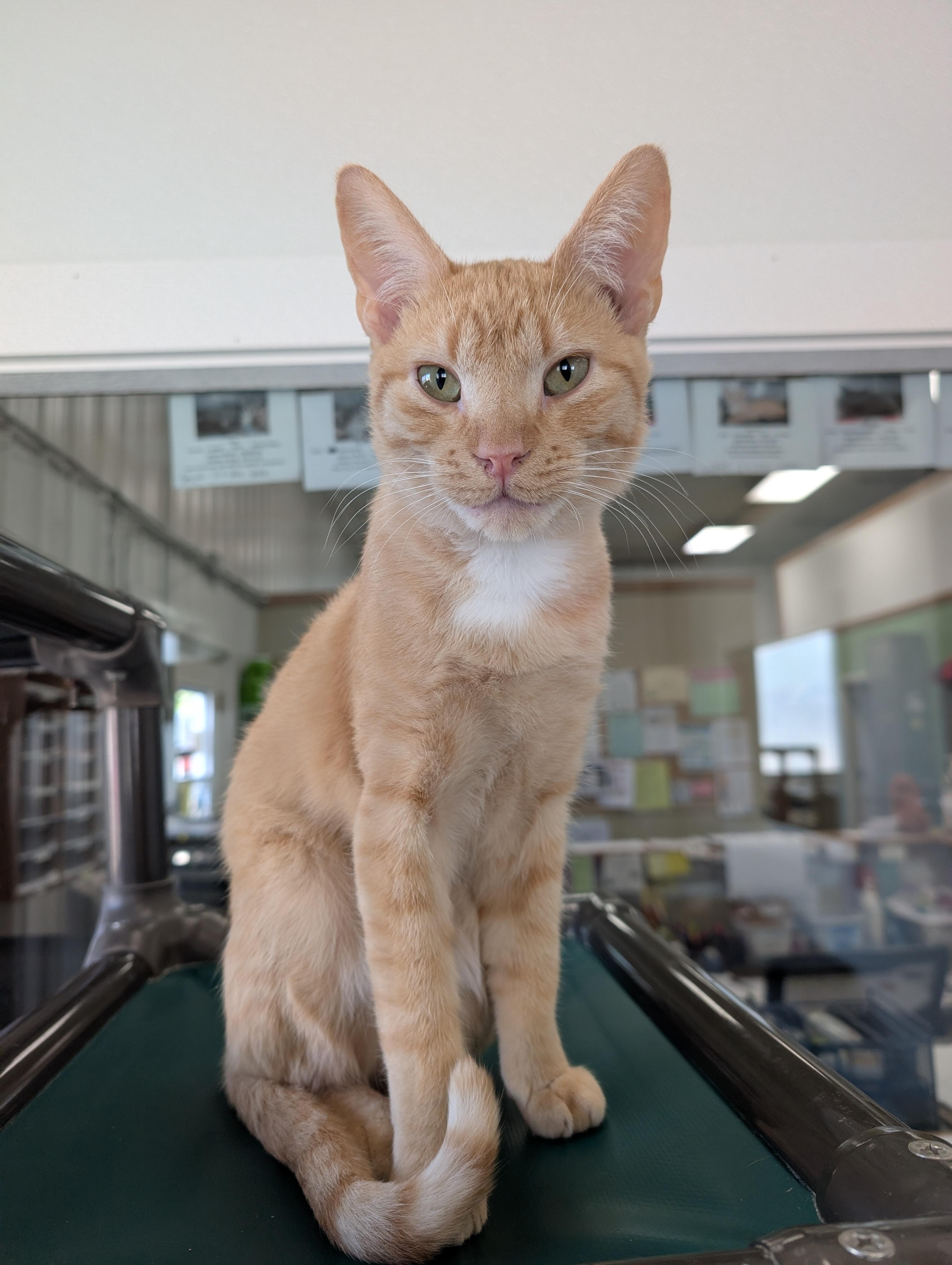 Don Juan, adopted, Adult Male Domestic Short Hair.