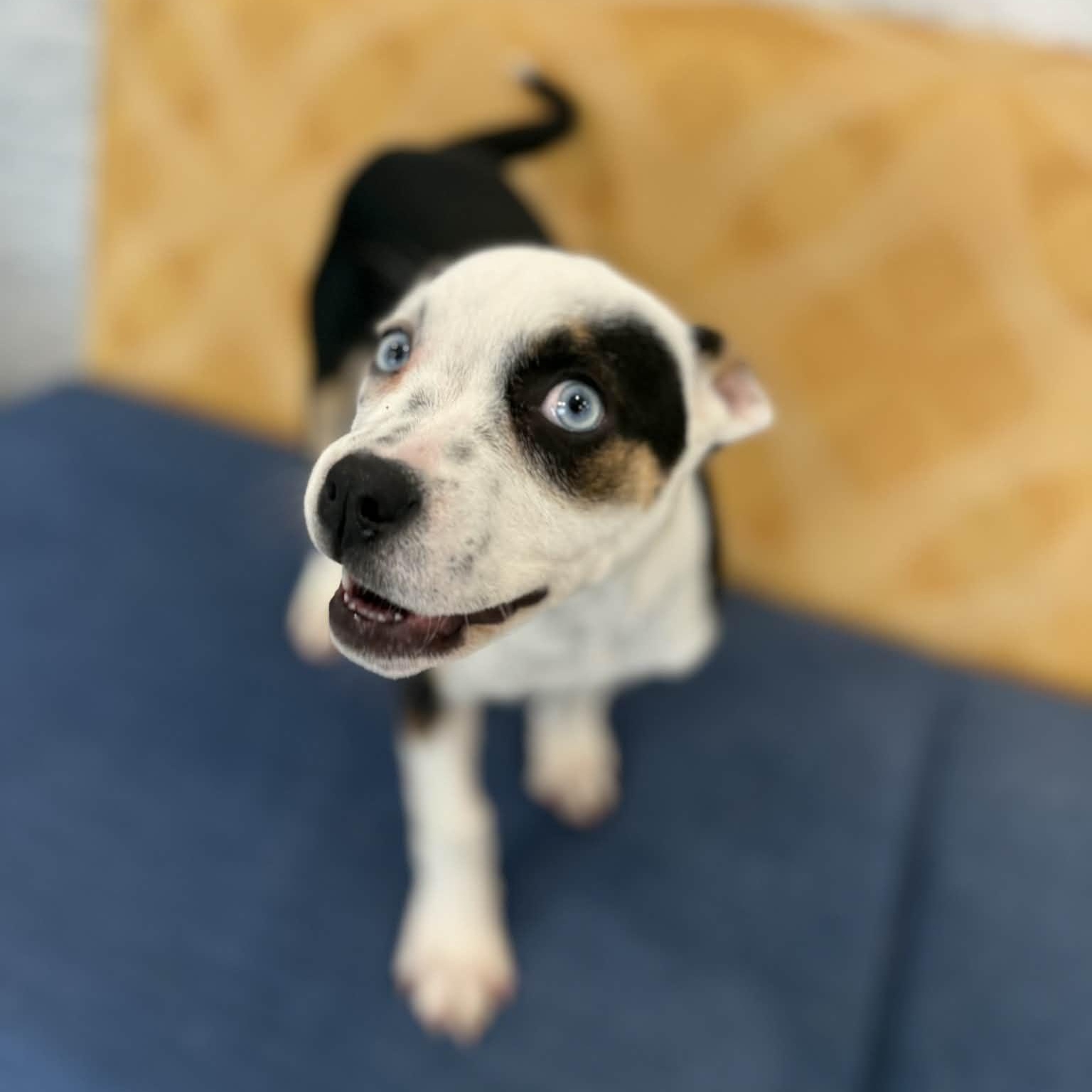 Enlarge Aspen, an adopted mixed breed in Danbury, CT image 5/5