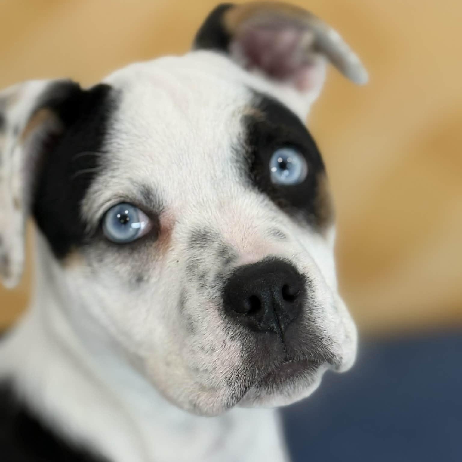 Enlarge Aspen, an adopted mixed breed in Danbury, CT image 3/5