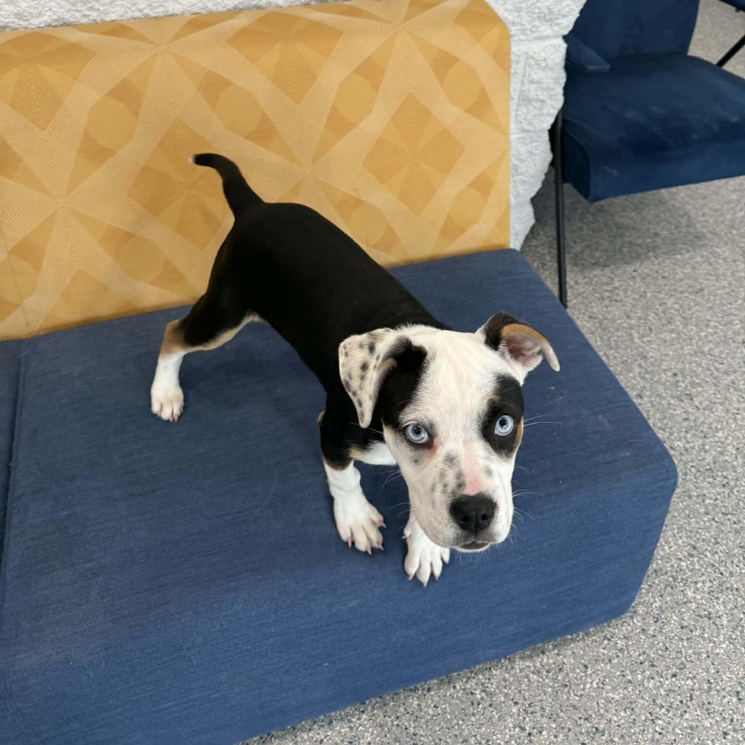 Enlarge Aspen, an adopted mixed breed in Danbury, CT image 2/5