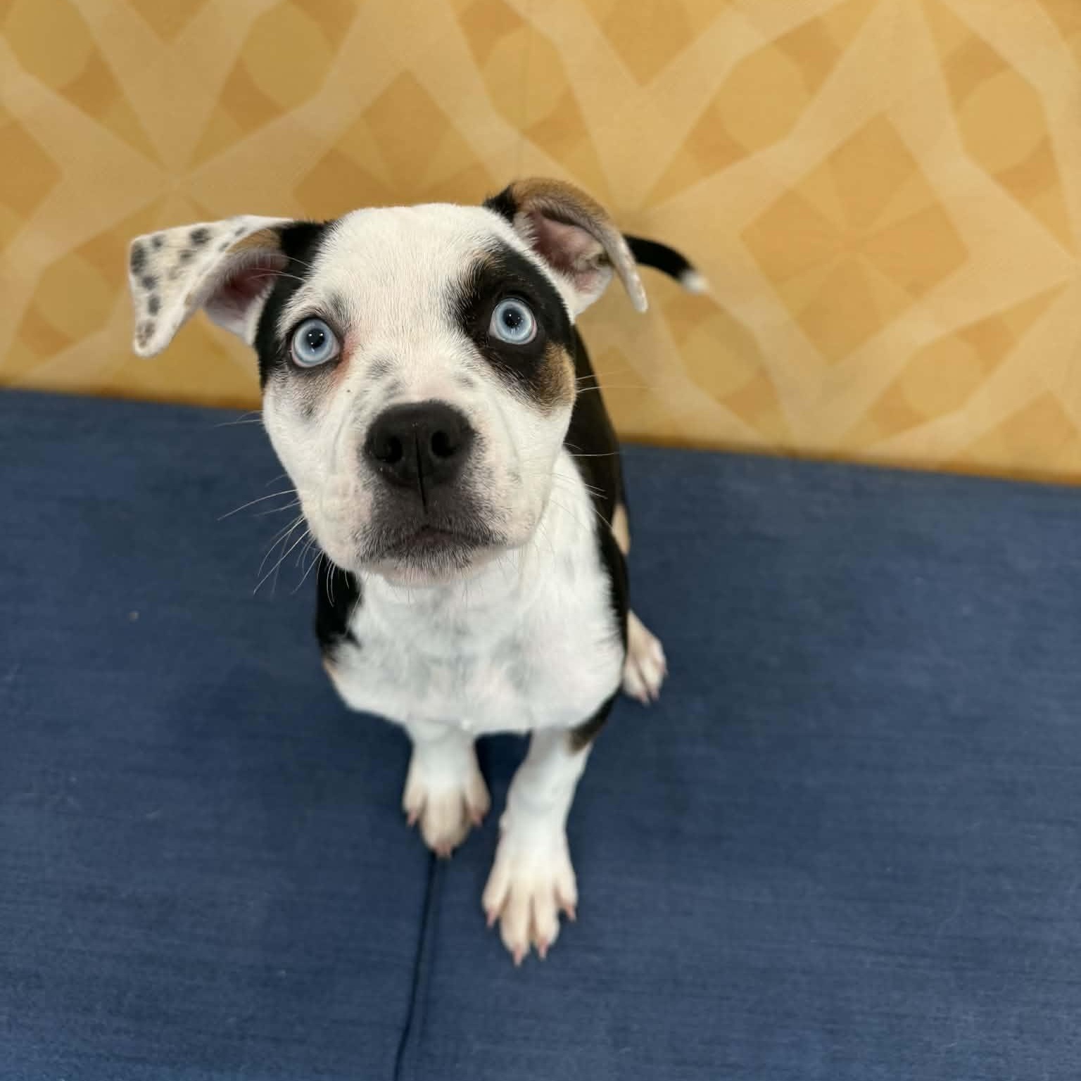 Enlarge Aspen, an adopted mixed breed in Danbury, CT image 4/5