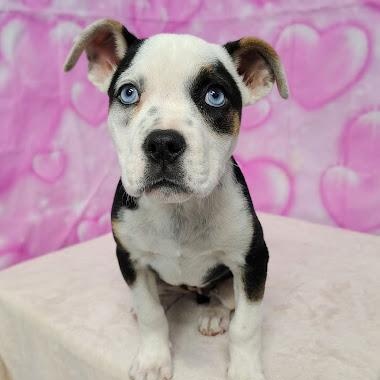 Aspen, adopted, Puppy Female Terrier.