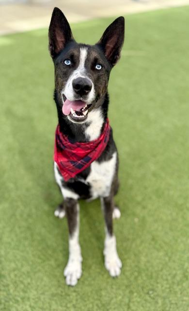 Enlarge Smokey, a Adoptable mixed breed in Fort Worth, TX image 1/3