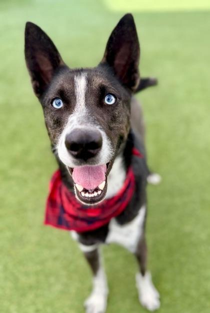 Enlarge Smokey, a Adoptable mixed breed in Fort Worth, TX image 2/3