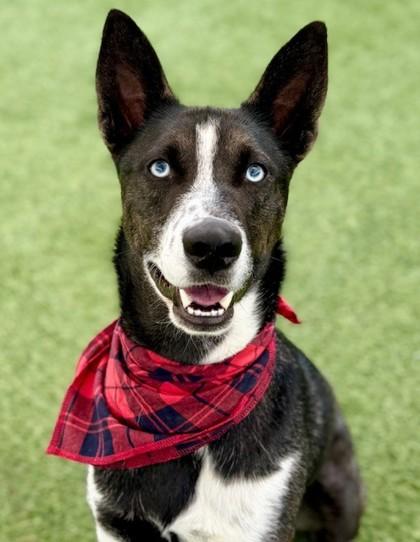 Enlarge Smokey, a Adoptable mixed breed in Fort Worth, TX image 3/3