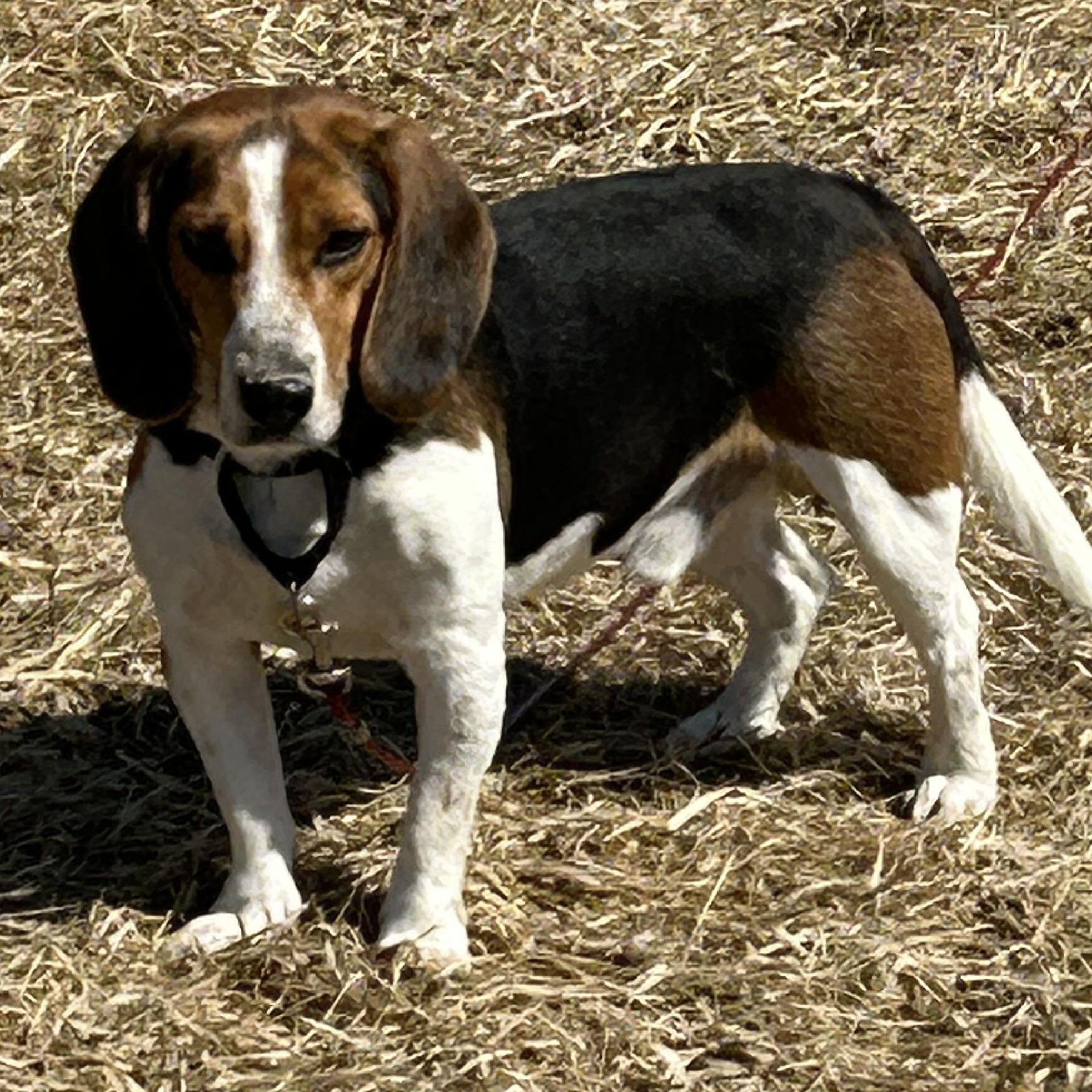Mickey, Adopted, Young Male Beagle.