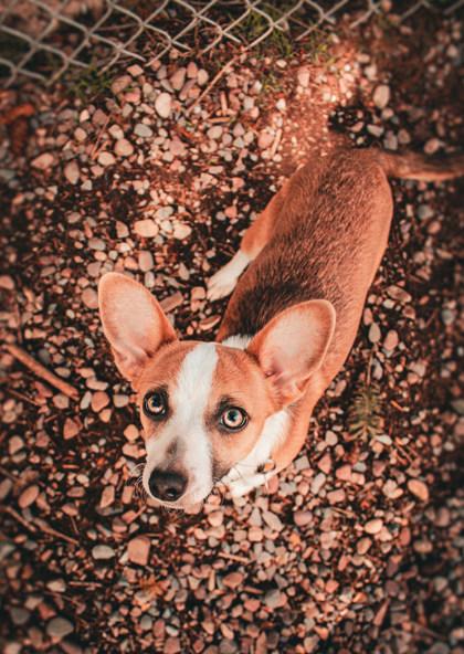 Enlarge Hazel, a ADOPTABLE Mixed Breed in Missoula, MT image 1/1