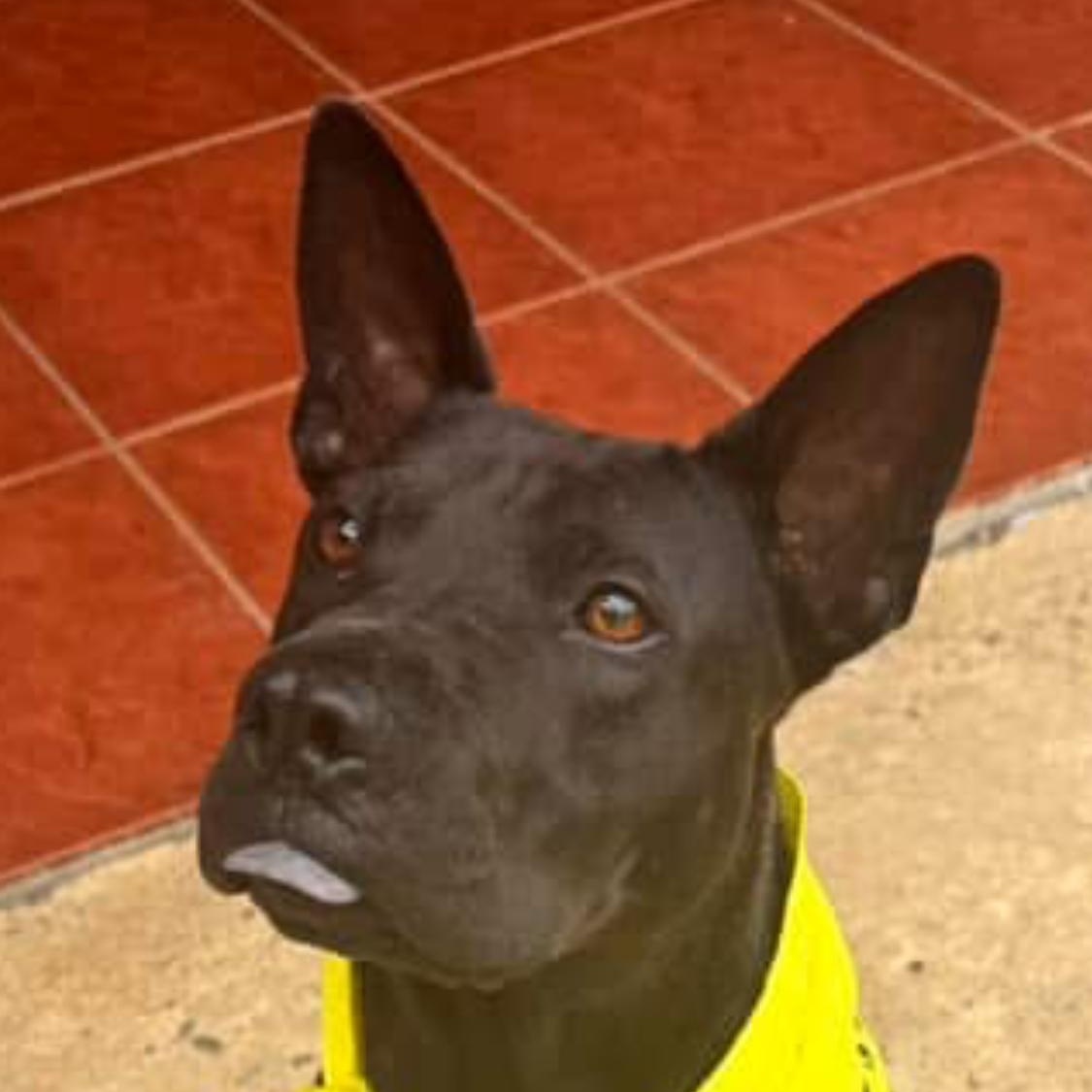 Enlarge Bailey, a Adoptable mixed breed in Rincon, PR image 3/6