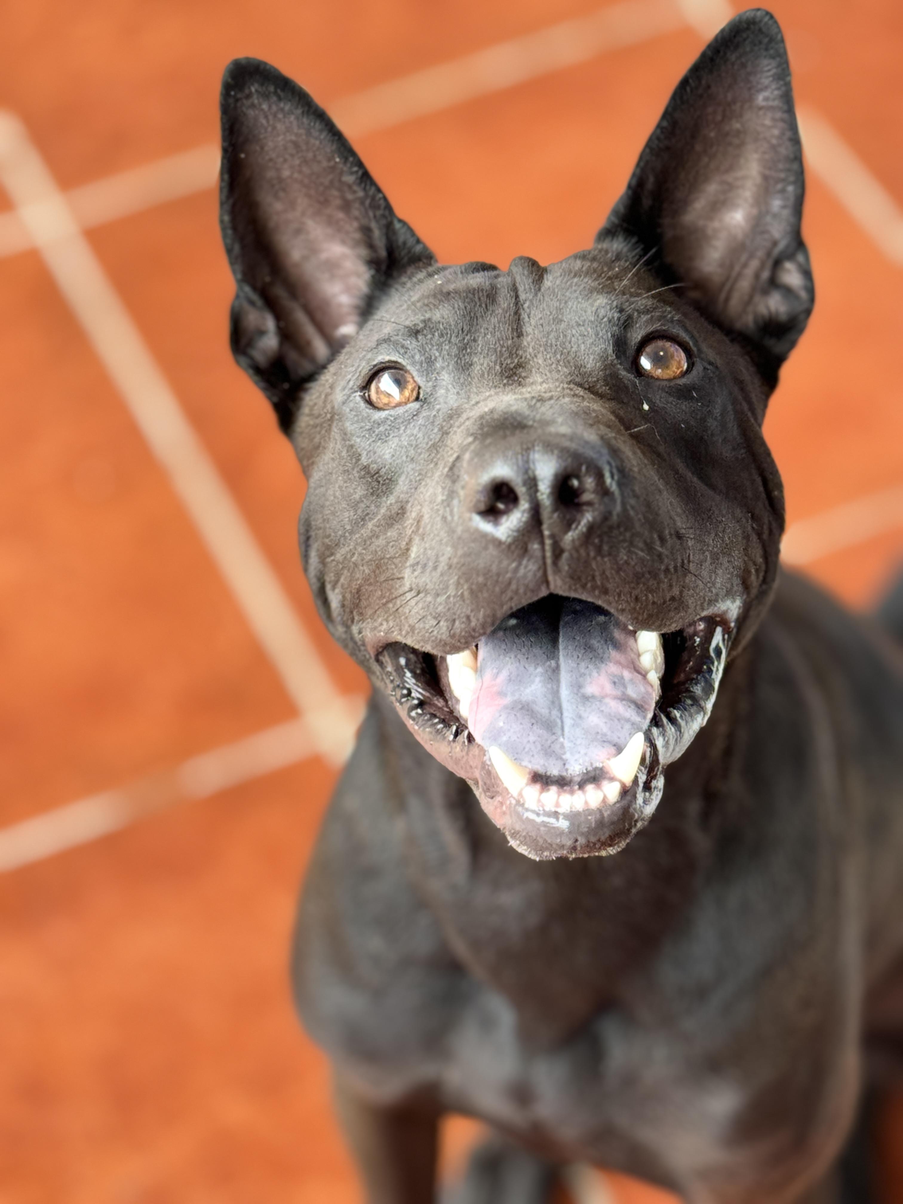Enlarge Bailey, a Adoptable mixed breed in Rincon, PR image 4/6