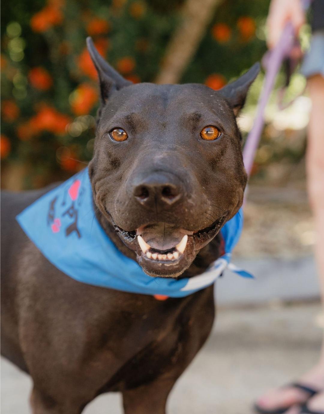 Bailey, Adoptable, Young Male Black Labrador Retriever & Shar-Pei.