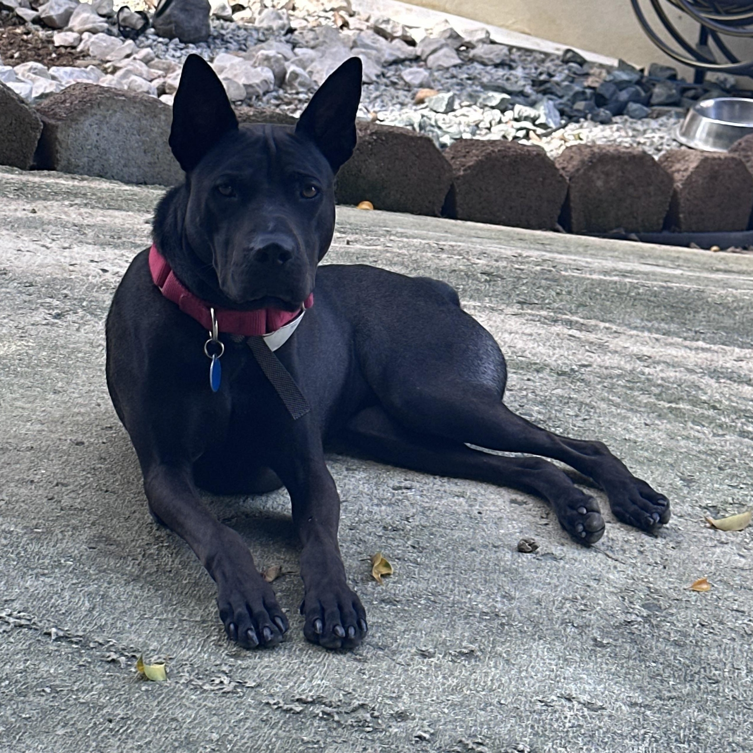Enlarge Bailey, a Adoptable mixed breed in Rincon, PR image 6/6