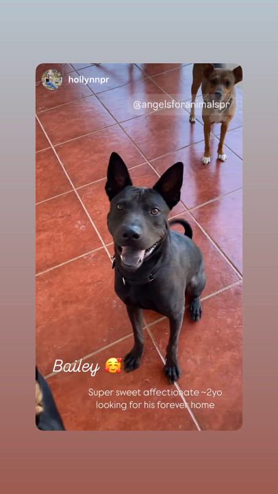 Enlarge Bailey, a Adoptable mixed breed in Rincon, PR video 2/6