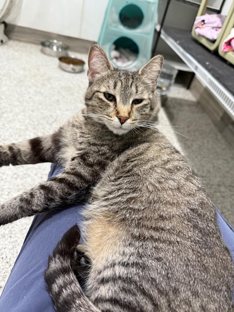 Ivey, Adoptable, Adult Female Domestic Short Hair.