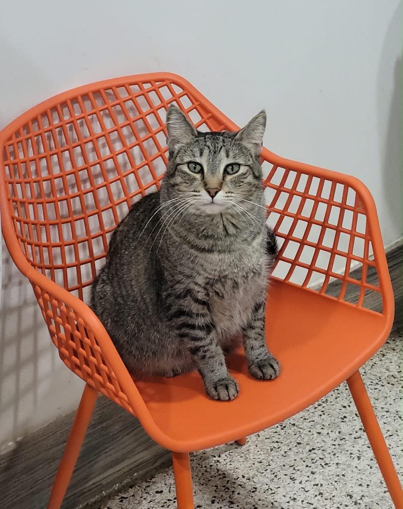 Enlarge Ivey, a Adoptable mixed breed in Fort Lupton, CO image 6/6