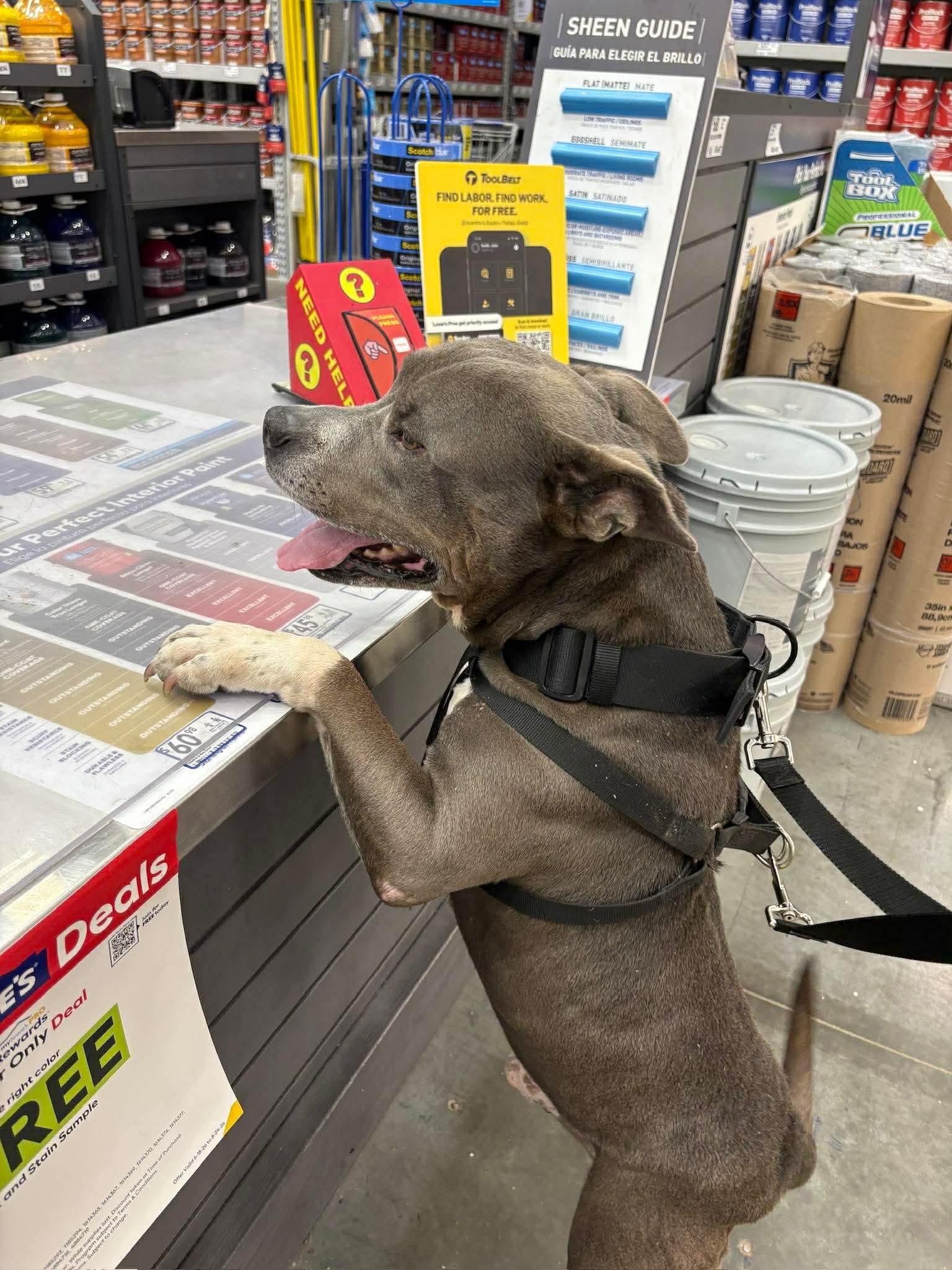 Hippo, a ADOPTABLE mixed breed in Lancaster, SC image 2/5