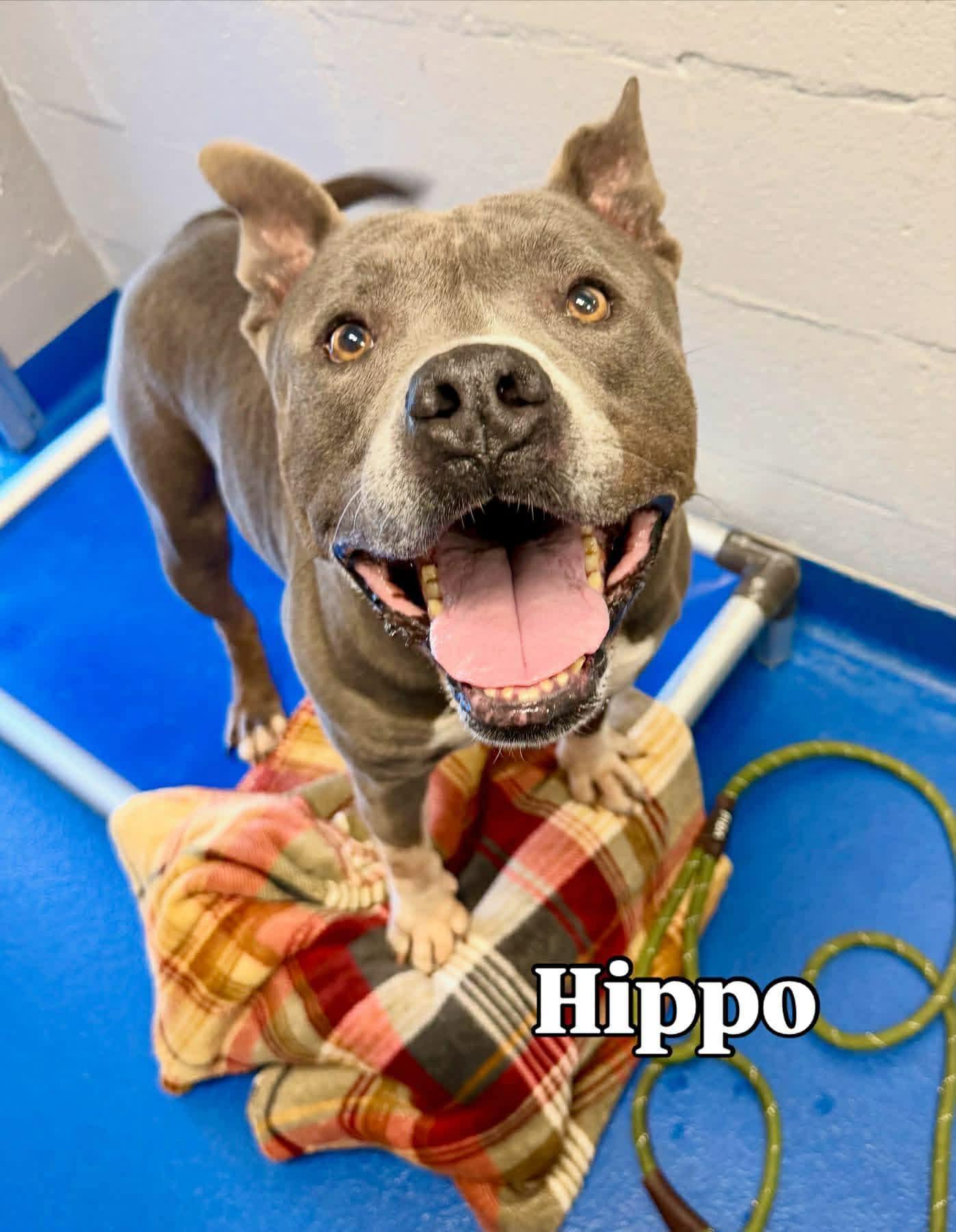 Hippo, a ADOPTABLE mixed breed in Lancaster, SC image 1/5
