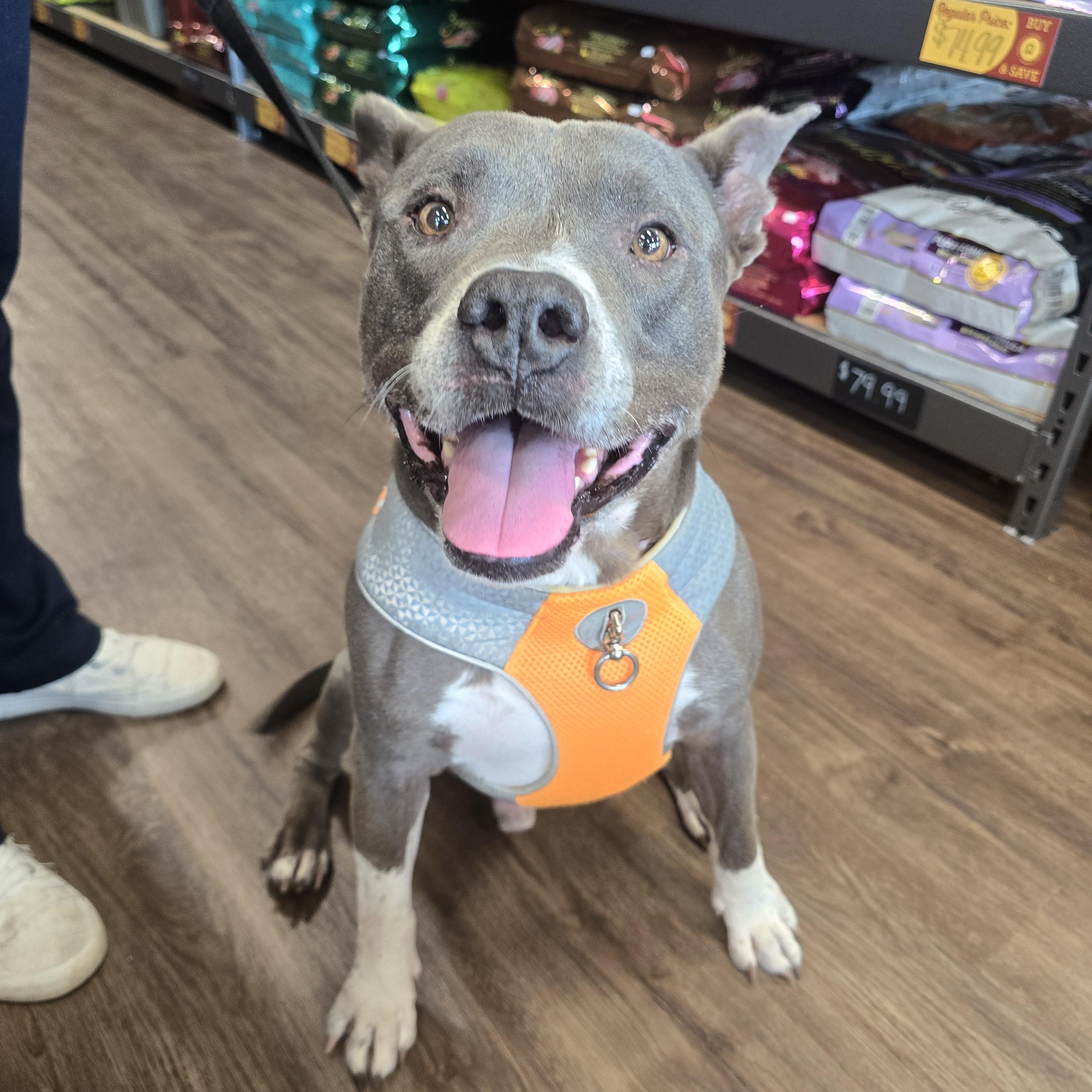 Enlarge Hippo, a Adoptable mixed breed in Lancaster, SC image 1/6