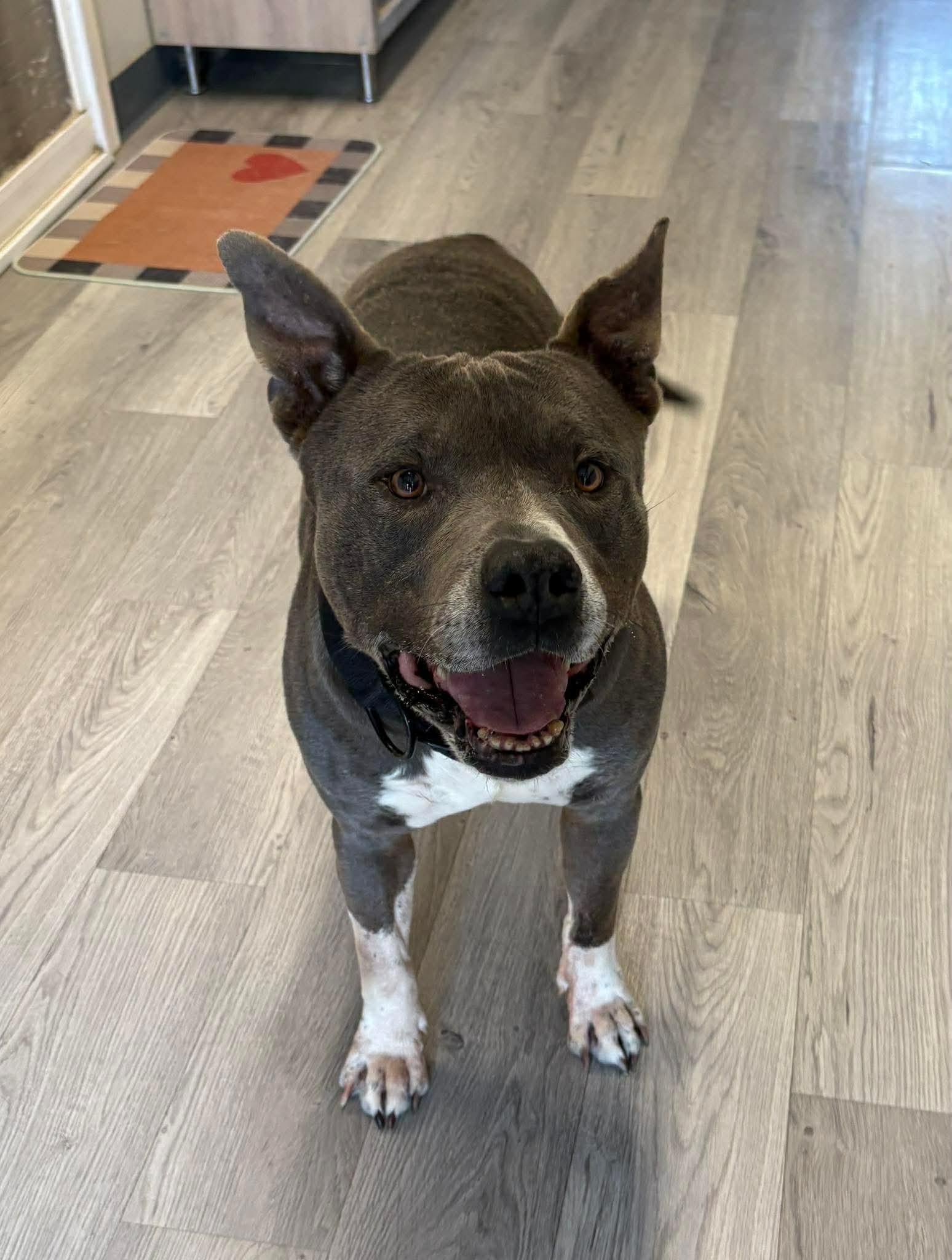 Hippo, a ADOPTABLE mixed breed in Lancaster, SC image 4/5