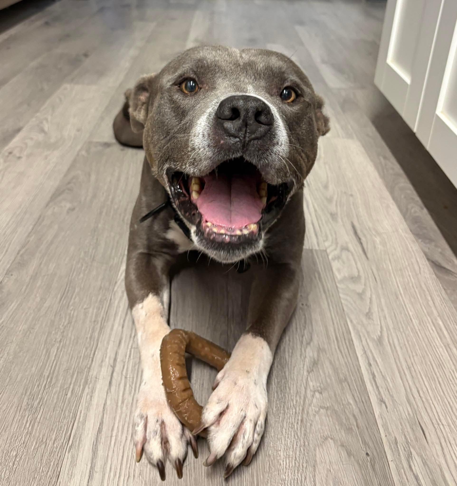 Hippo, a ADOPTABLE mixed breed in Lancaster, SC image 3/5