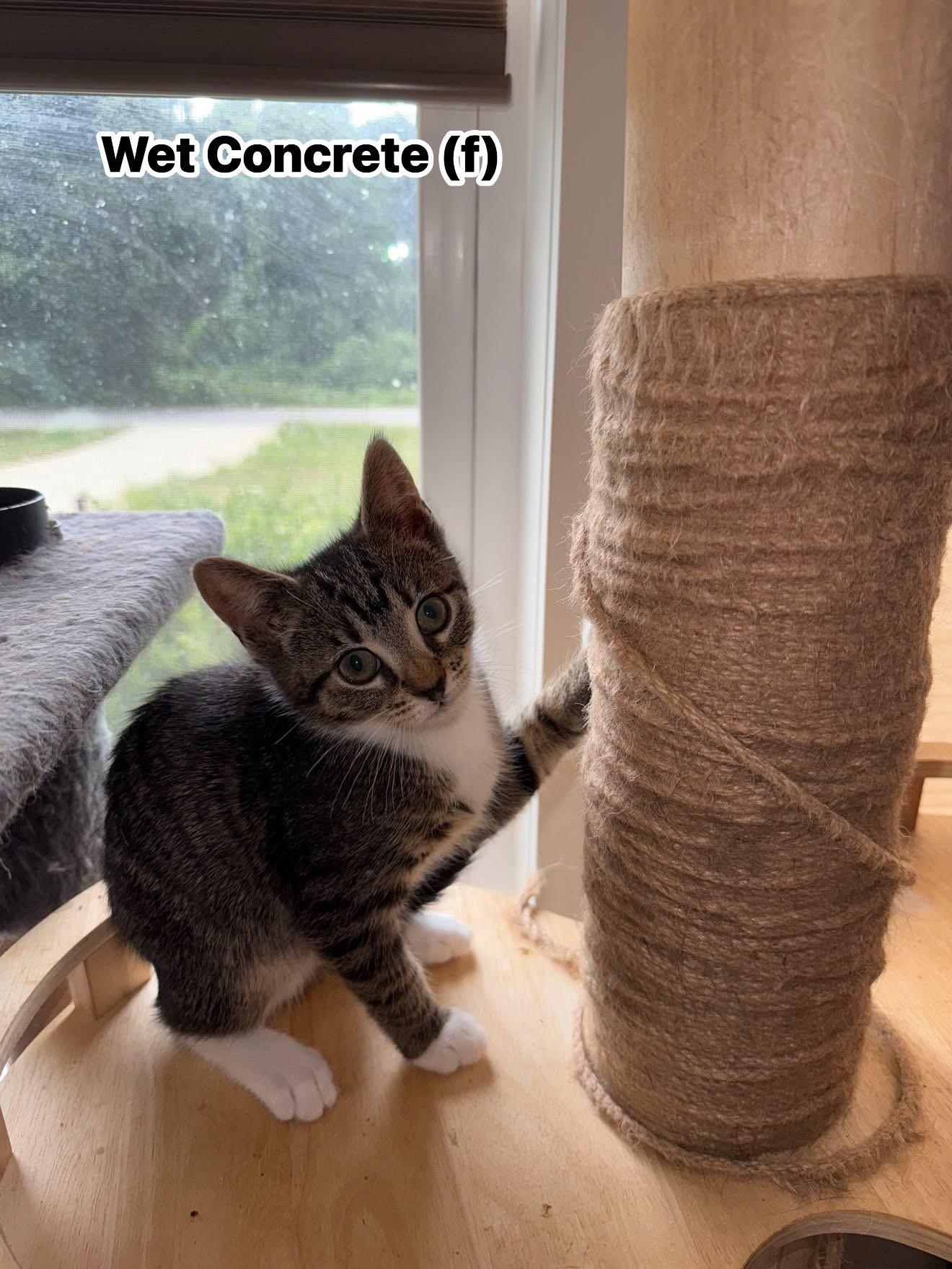 Wet concrete, Young Female Domestic Short Hair