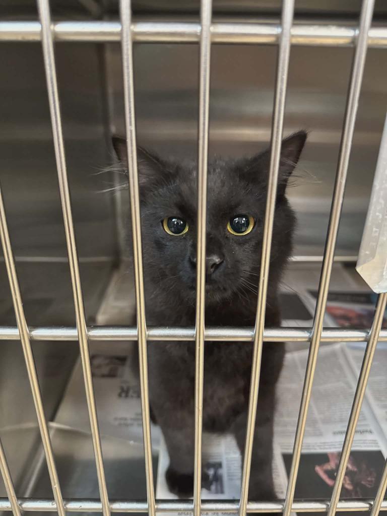 Porky (Sabastian), Adoptable, Kitten Male Domestic Short Hair.