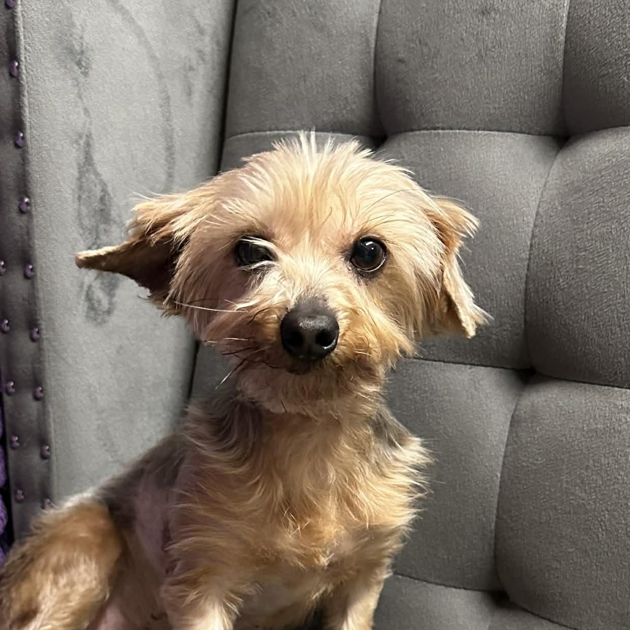 Maricopa- Adoption Pending , an adopted Yorkshire Terrier in Hartland, WI image 2/3