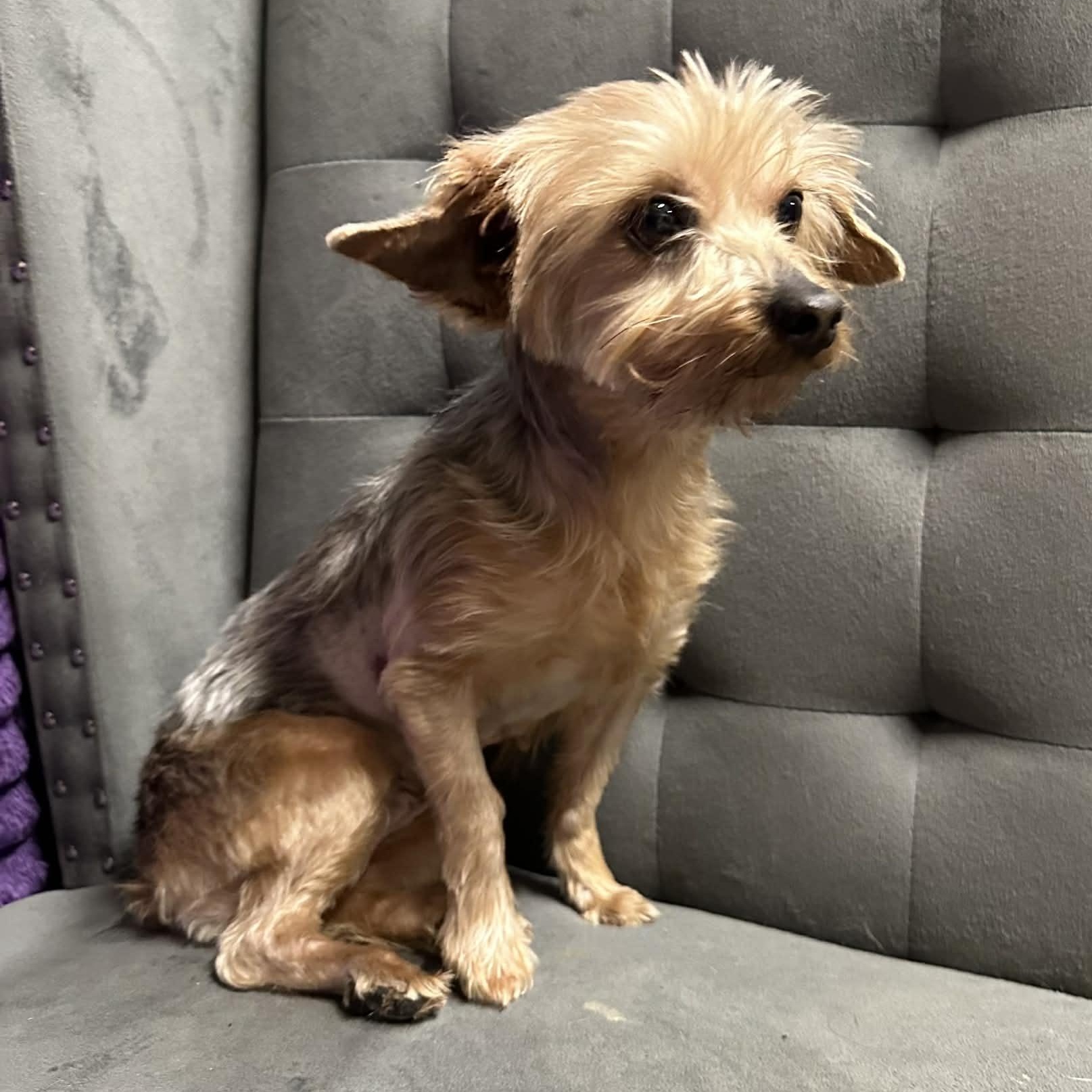 Maricopa- Adoption Pending , an adopted Yorkshire Terrier in Hartland, WI image 1/3