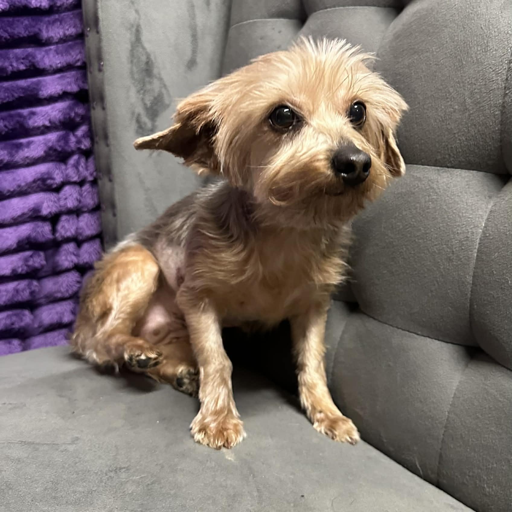 Maricopa- Adoption Pending , an adopted Yorkshire Terrier in Hartland, WI image 3/3