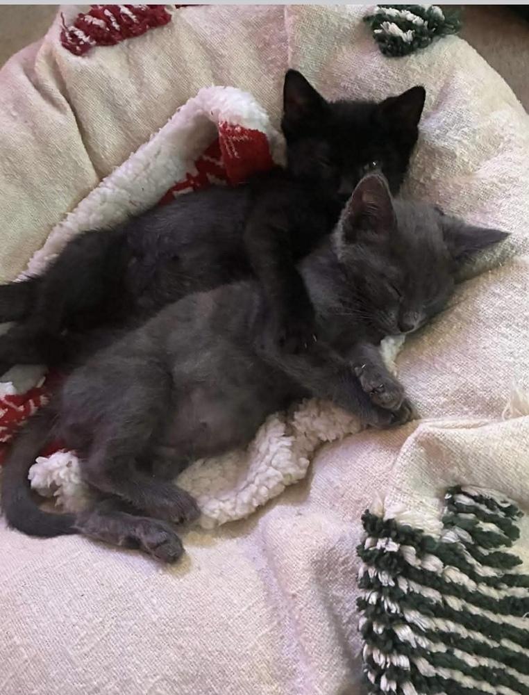 Kit, Adoptable, Kitten Male Domestic Short Hair.