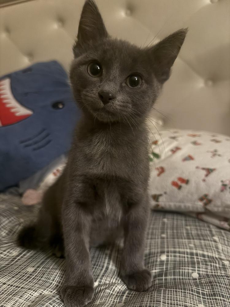 Enlarge Kit, a Adoptable mixed breed in Clinton Township, MI image 2/6