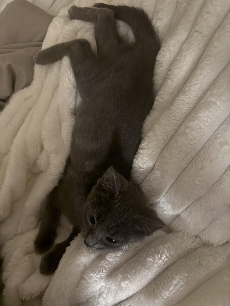 Enlarge Kit, a Adoptable mixed breed in Clinton Township, MI image 3/6