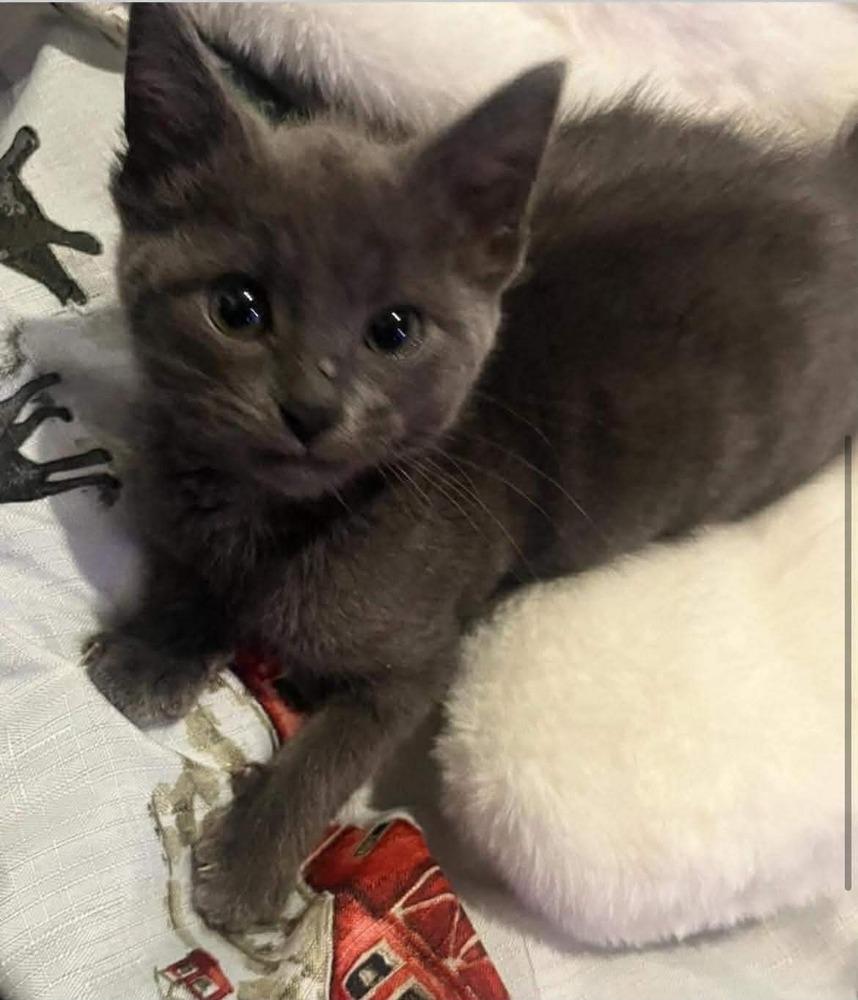 Enlarge Kit, a Adoptable mixed breed in Clinton Township, MI image 4/6