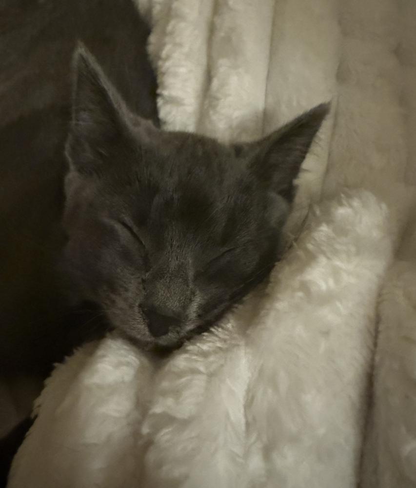 Enlarge Kit, a Adoptable mixed breed in Clinton Township, MI image 5/6