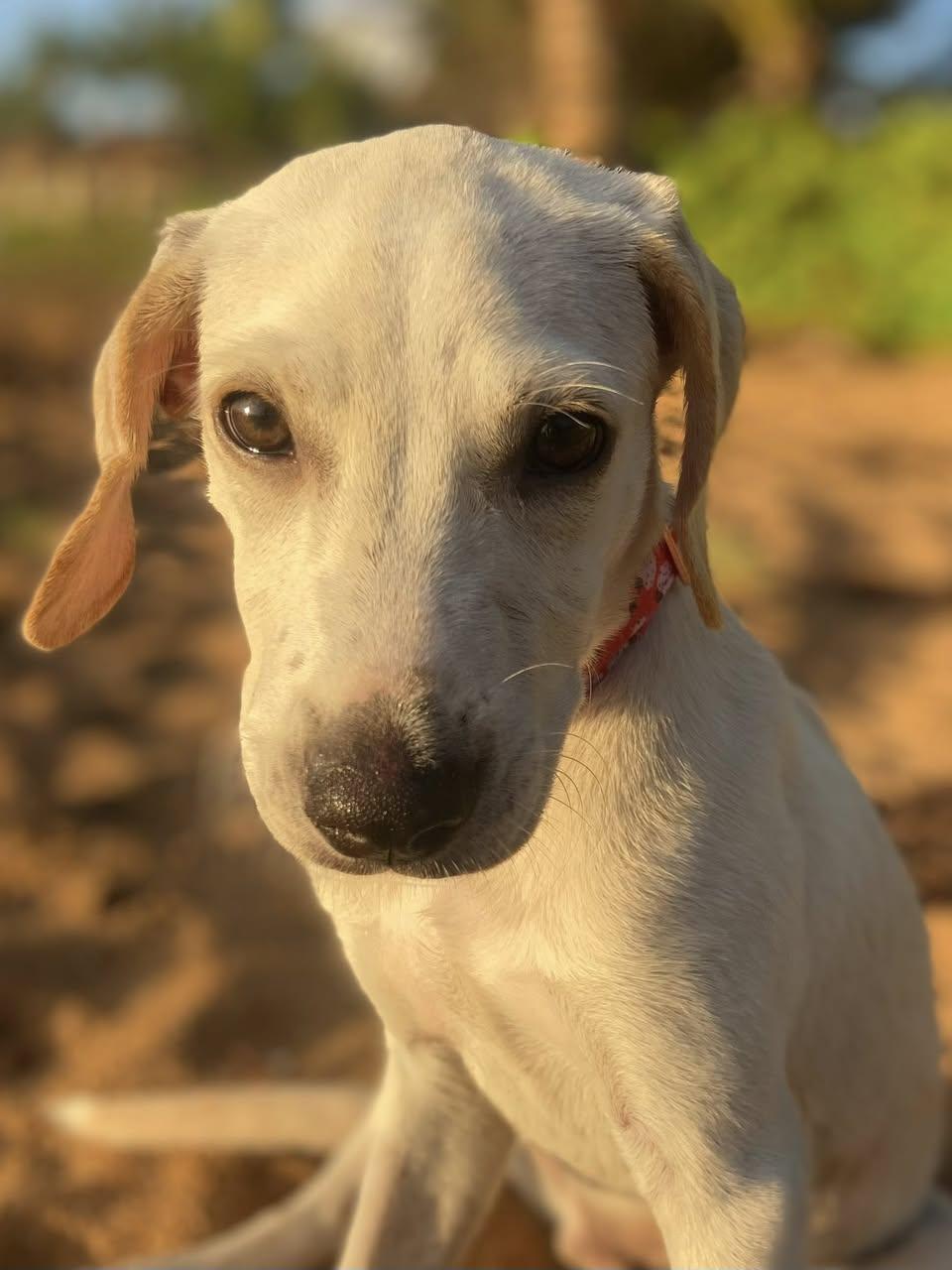 Ollie, a ADOPTABLE mixed breed in New York, NY image 3/3