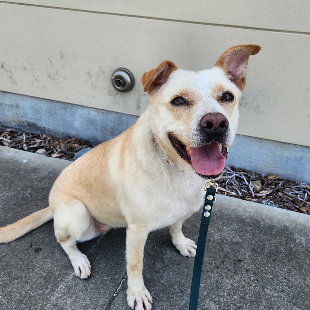 Enlarge Emma Demi, a Adoptable Yellow Labrador Retriever in Pacifica, CA image 1/2