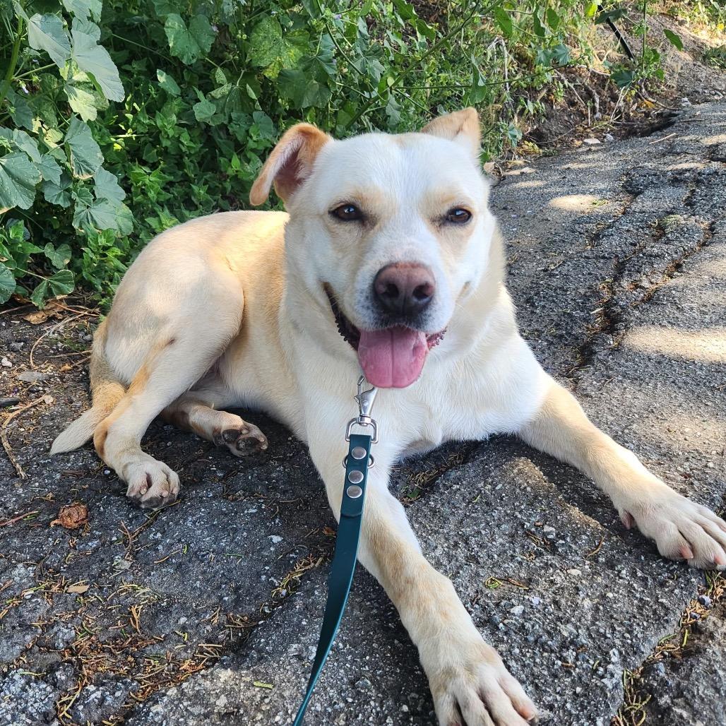 Enlarge Emma Demi, a Adoptable Yellow Labrador Retriever in Pacifica, CA image 2/2