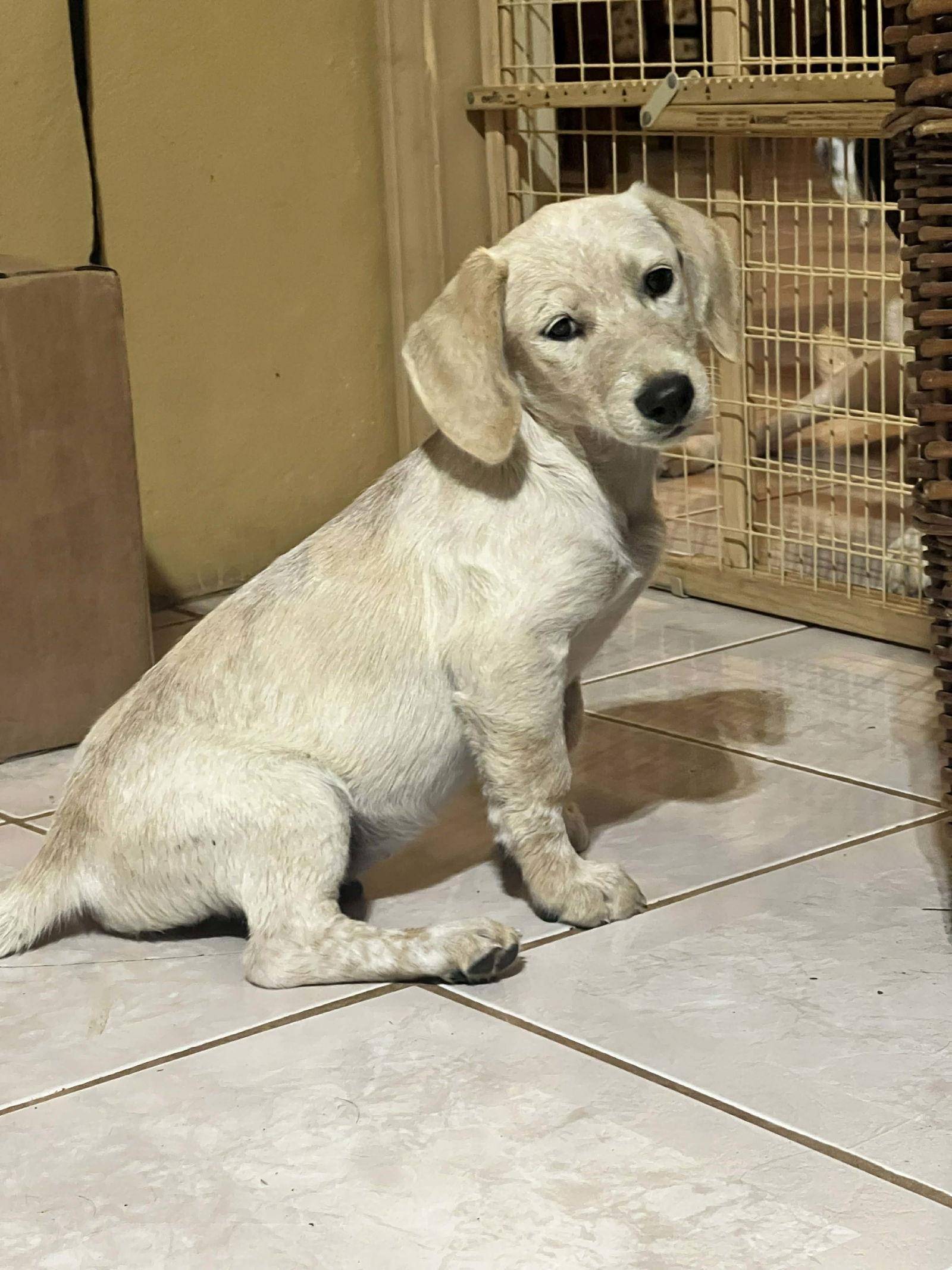 Oscar, Adopted, Puppy Male Dachshund & Labrador Retriever.