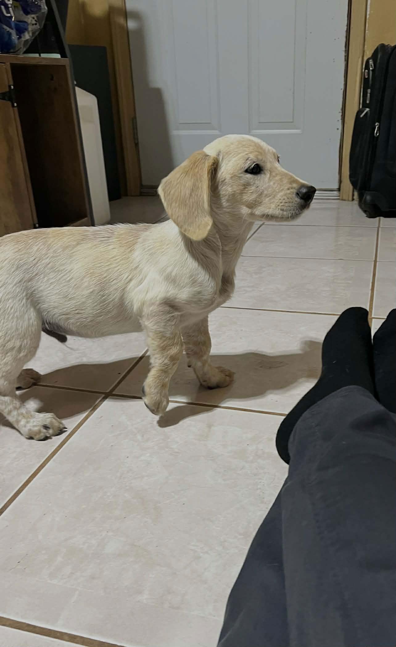 Enlarge Oscar, a Adopted mixed breed in Fort Worth, TX image 2/2