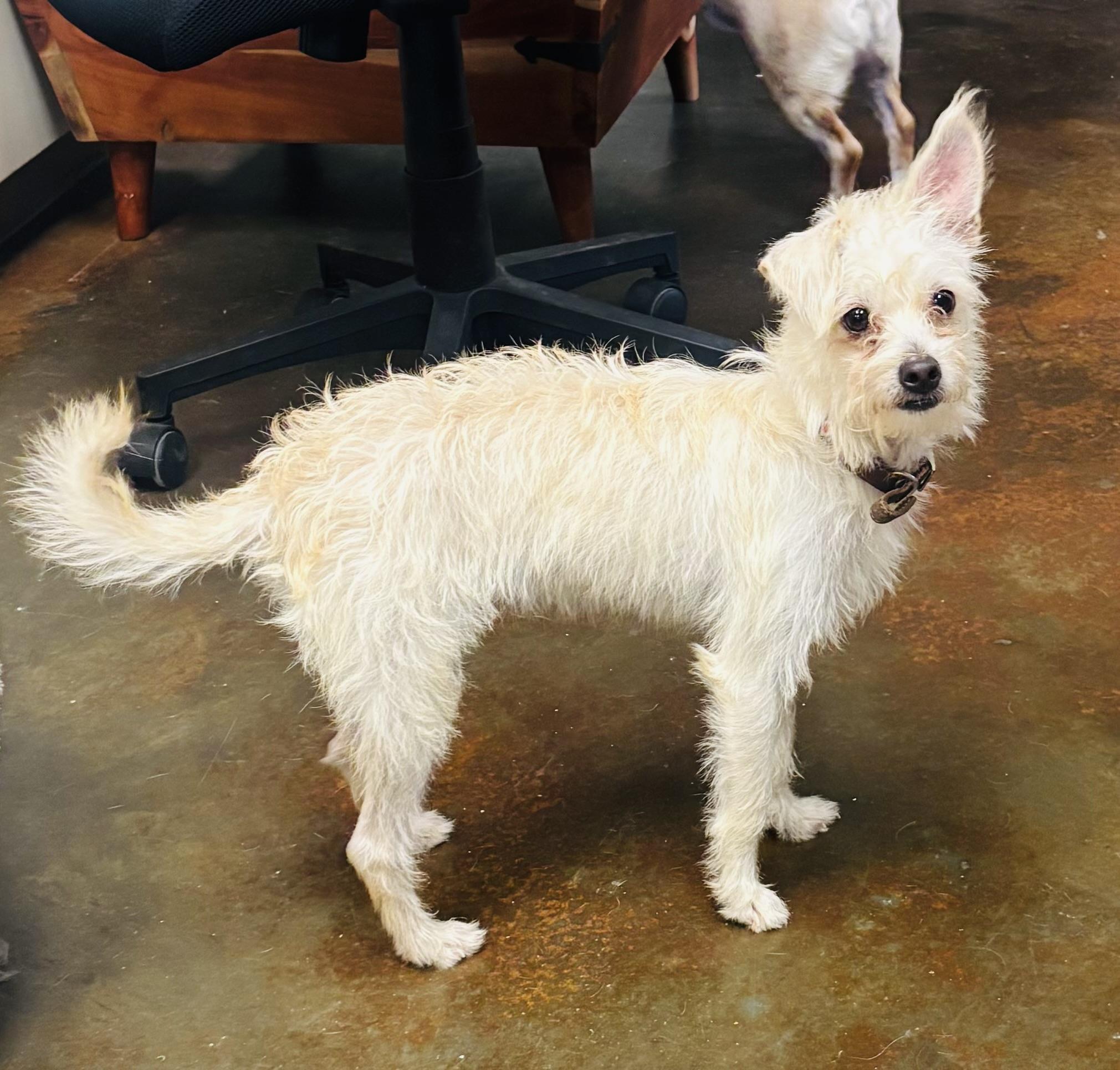 Enlarge Roquefort, a ADOPTABLE mixed breed in Council Bluffs, IA image 1/1