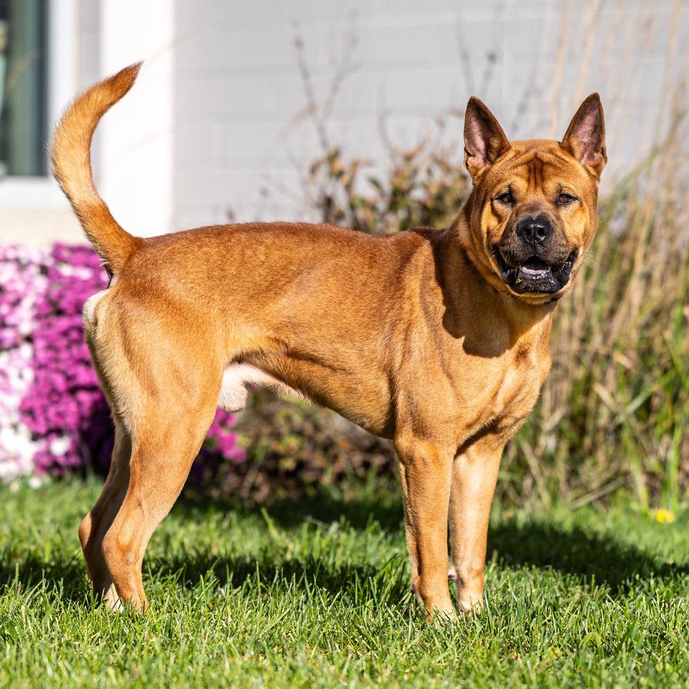 Enlarge Kuma, a Adoptable mixed breed in Council Bluffs, IA image 1/4