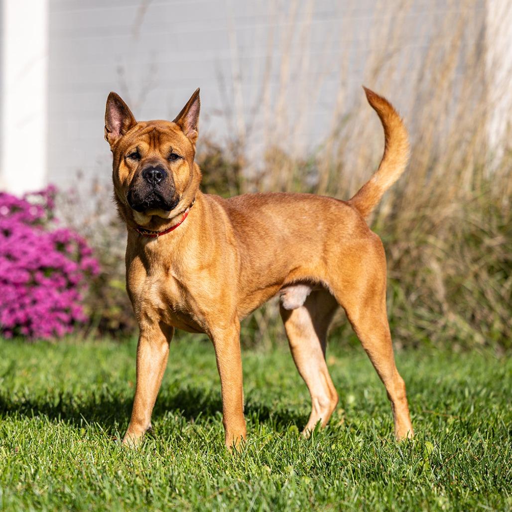 Enlarge Kuma, a Adoptable mixed breed in Council Bluffs, IA image 2/4