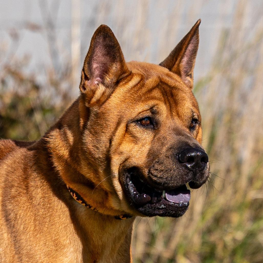 Enlarge Kuma, a Adoptable mixed breed in Council Bluffs, IA image 3/4