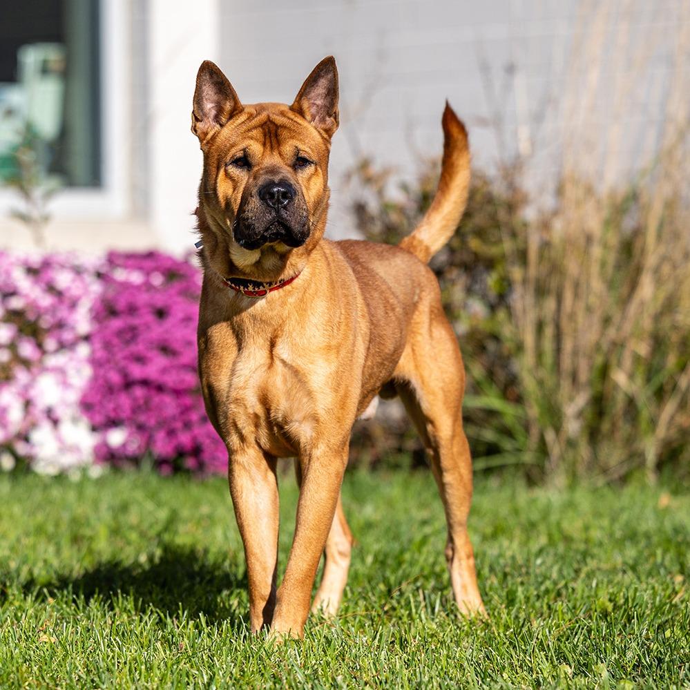 Enlarge Kuma, a Adoptable mixed breed in Council Bluffs, IA image 4/4