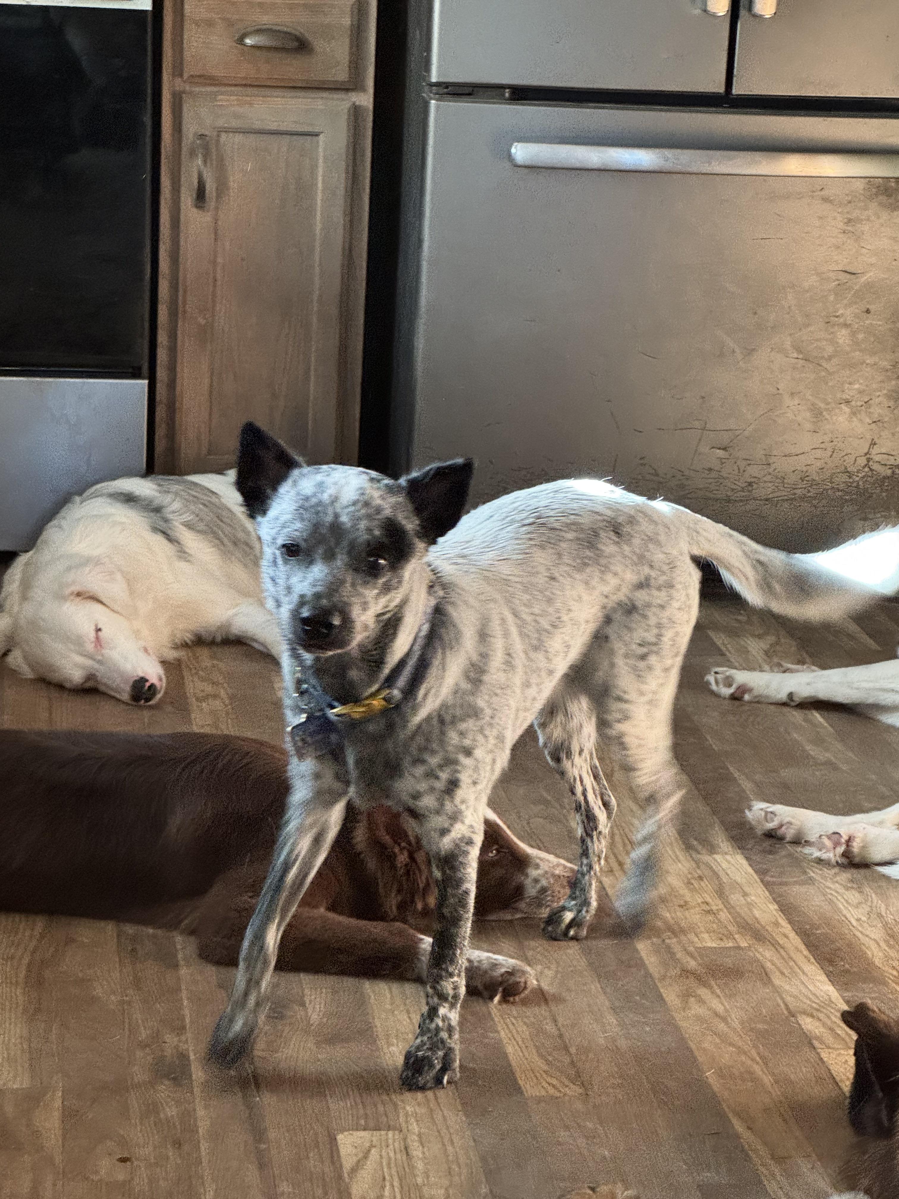 Eggnog, ADOPTABLE, Young Female Cattle Dog.