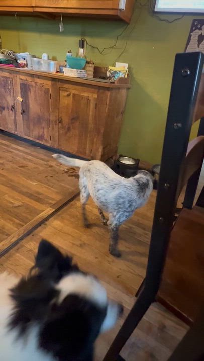 Enlarge Eggnog, a ADOPTABLE Cattle Dog in Watertown, CT video 2/2