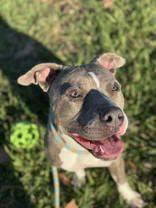 Enlarge Champ (149264) (In a Foster Home), a Adoptable mixed breed in Baton Rouge, LA image 3/5